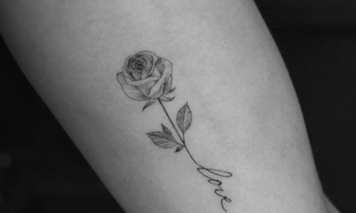 Fine Line Rose