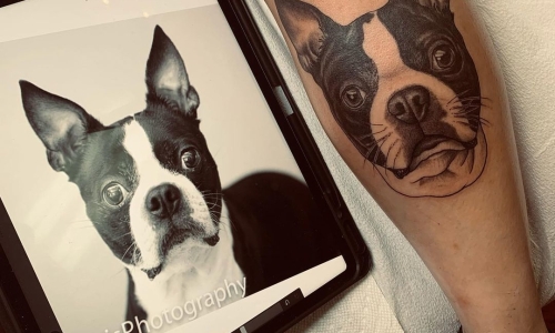 Boston Terrier