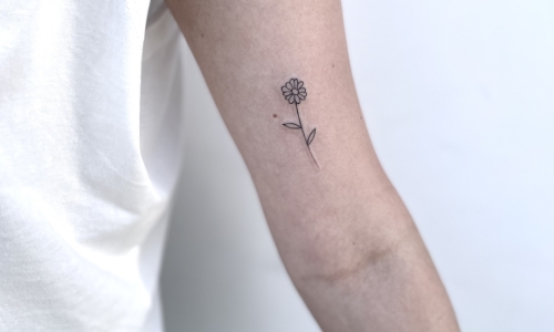 Delicate Rose