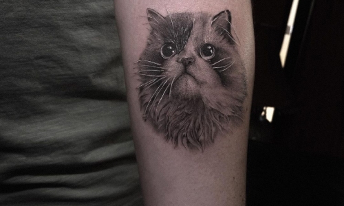 Realistic Kitty Portrait