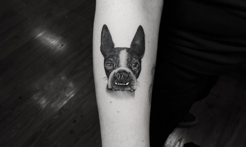 Frenchie
